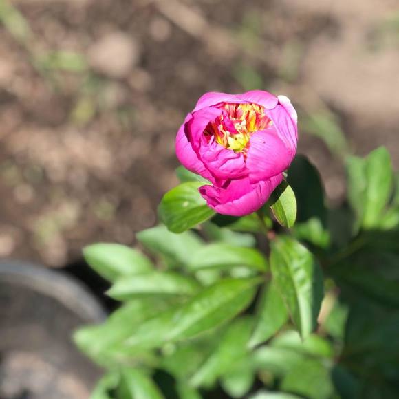 Meet your Posher, Celeste - Picture 1 of 1